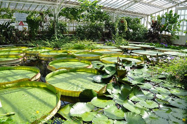 Muenchen 2011 492.jpg - München Botanischer Garten